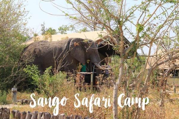 53330459 2363311857263687 7912235542064922624 n